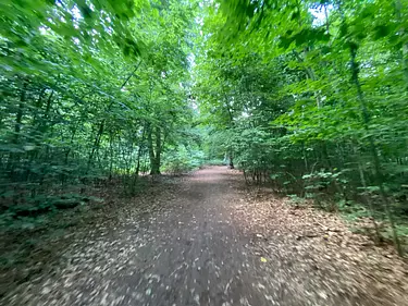 a dirt road in a forest