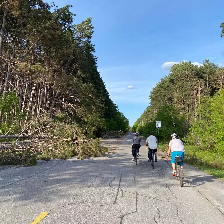 a group of people riding bikes on a road with trees on the side