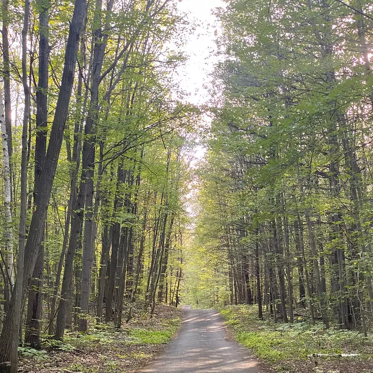 a dirt road in a forest