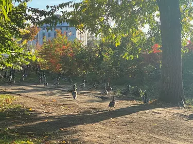a group of geese in a park