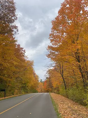 a road with trees on either side