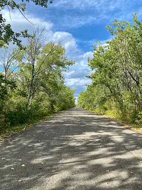 a road with trees on the side