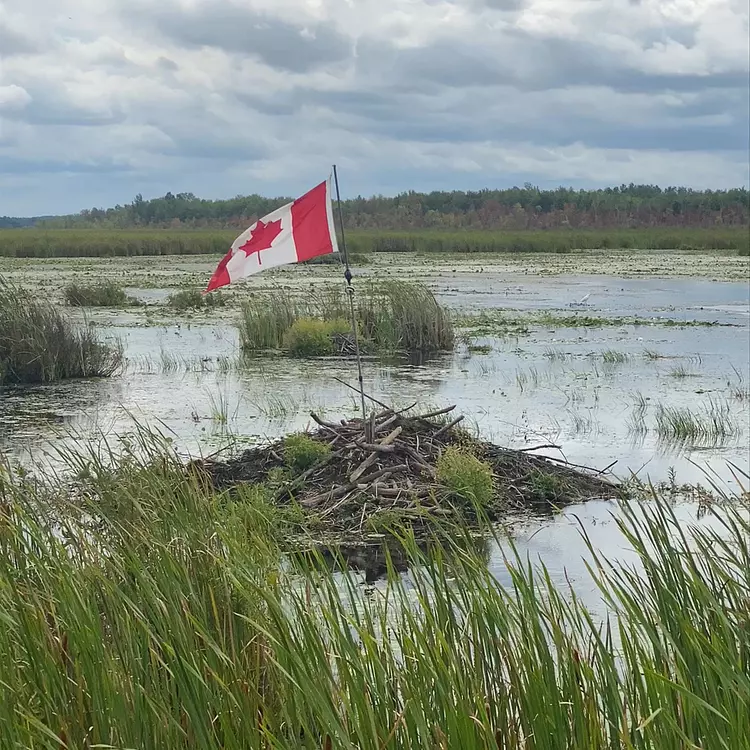 Canadian flag on a log in a swamp