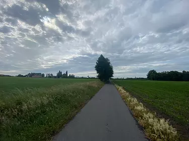 a path through a field
