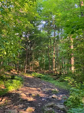 a path in a forest