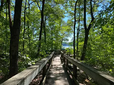 a wooden bridge in a forest