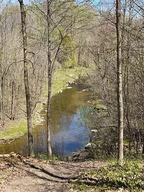 a small river in a forest