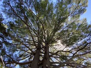 a tree with many branches