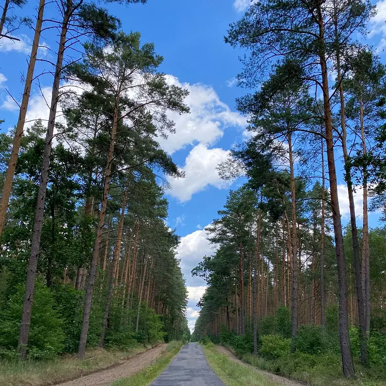 a road with trees on the side