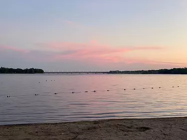 a group of birds on a beach