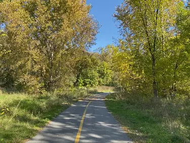 a road with trees on either side