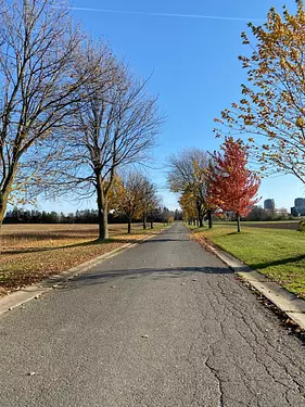 a road with trees on the side