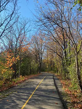 a road with trees on either side