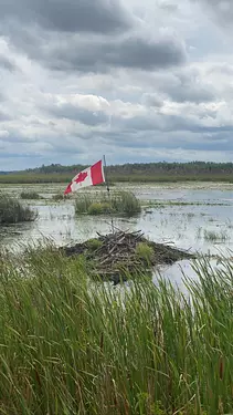 Canadian flag on a log in a swamp