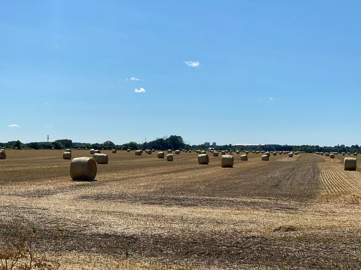 a field of hay bales