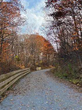 a path with trees on either side