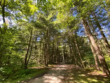 a dirt road in a forest