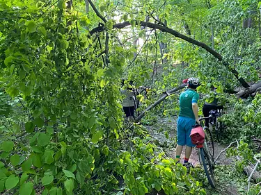 a group of people riding bikes through a forest
