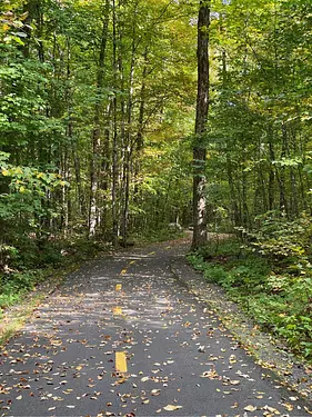 a road in the woods