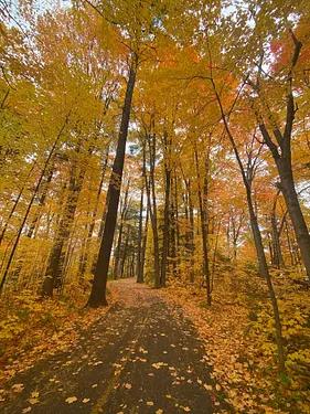 a path through a forest