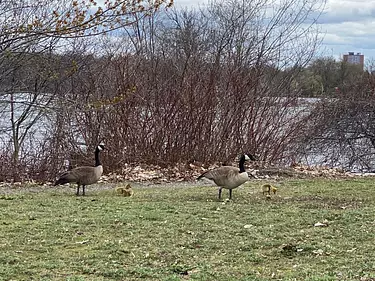 geese walking on grass