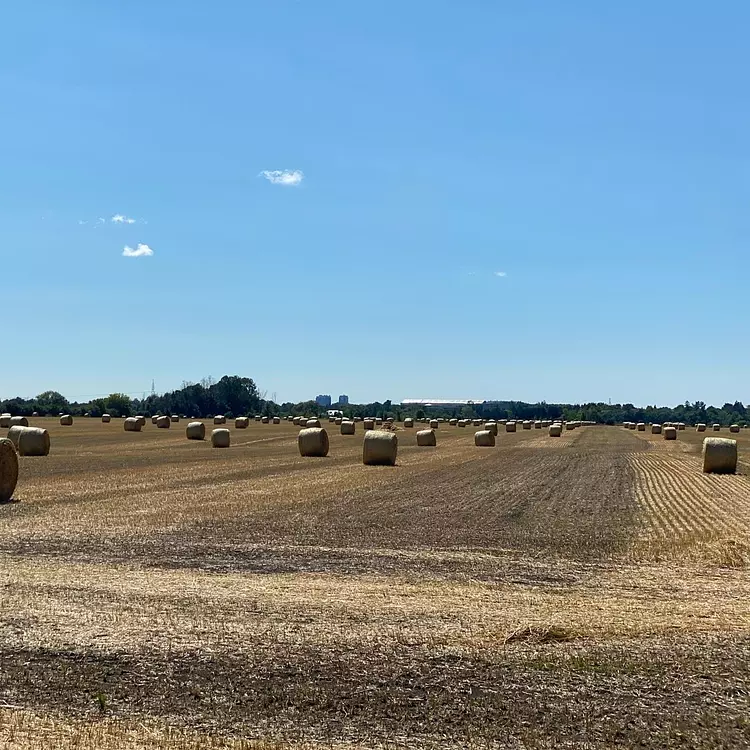 a field of hay bales