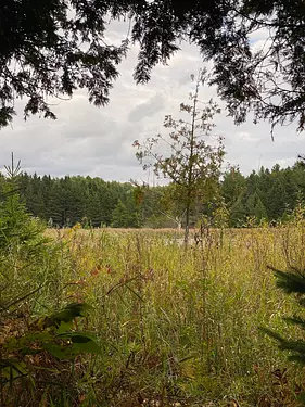 a grassy field with trees in the background