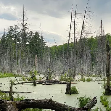 crazy swamp view