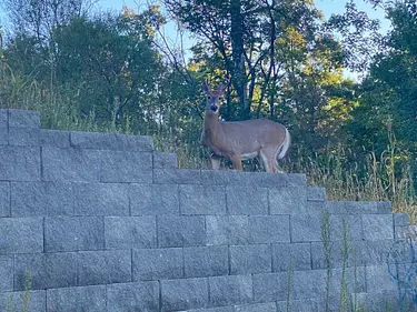 a deer standing on a stone wall