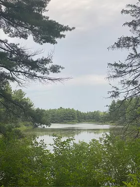 lake surrounded by trees