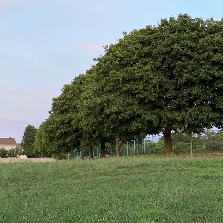 a large tree in a field