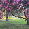 a group of trees with pink flowers