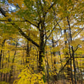 a group of trees with yellow leaves