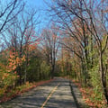a road with trees on either side