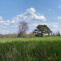 a grassy field with trees in the background