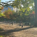 a group of geese in a park