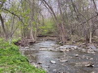 a stream in a forest