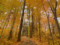 a path through a forest