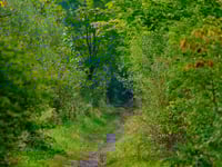 a dirt path through a forest