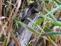 a snake in the grass