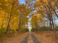 beautiful orange fall colors