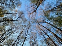 looking up at trees and blue sky