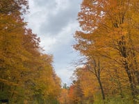 a road with trees on either side