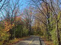 a road with trees on either side