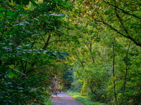 a dirt road in a forest
