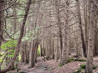 a path through a forest