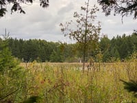 a grassy field with trees in the background