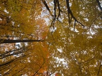 looking up at yellow leaves on trees