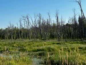 Ottawa vers Carleton Place et Smiths Falls