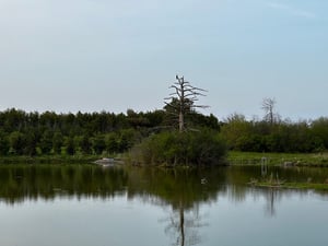 Wesley Clover & Shirley's Bay